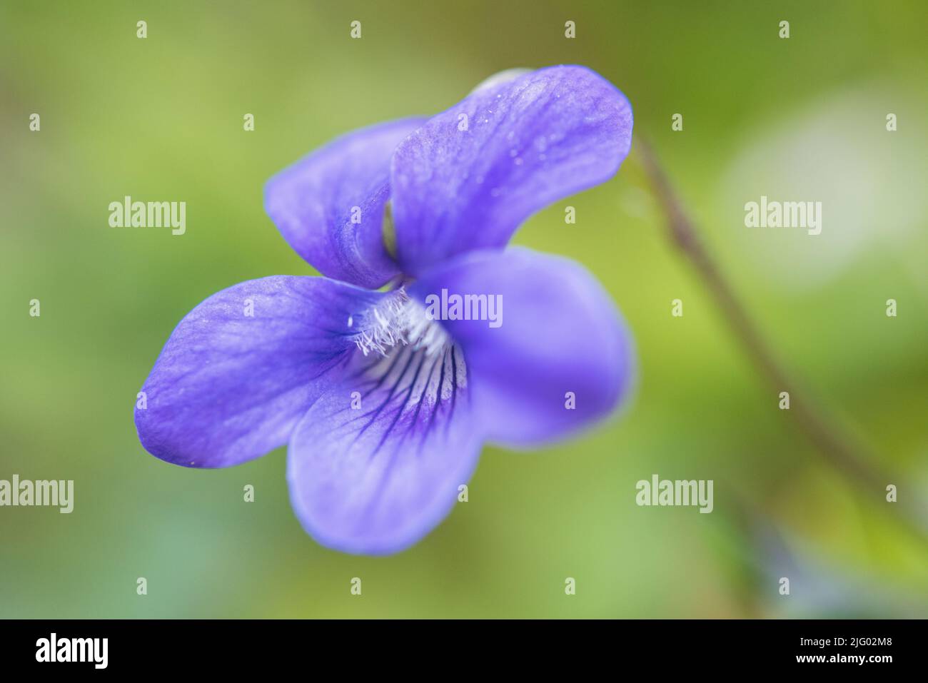 Dog voilet (Viola riviniana) flower, Pembrokeshire, Wales, UK Stock