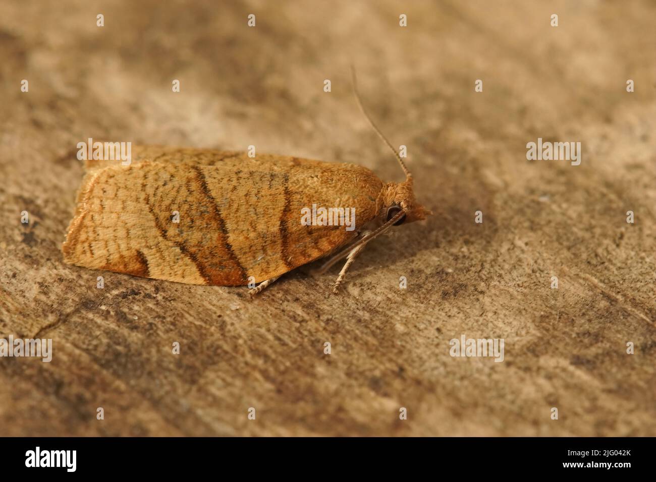 Closeup on the barred Fruit tree tortrix moth, Pandemis cerasana sitting on wood in the garden Stock Photo