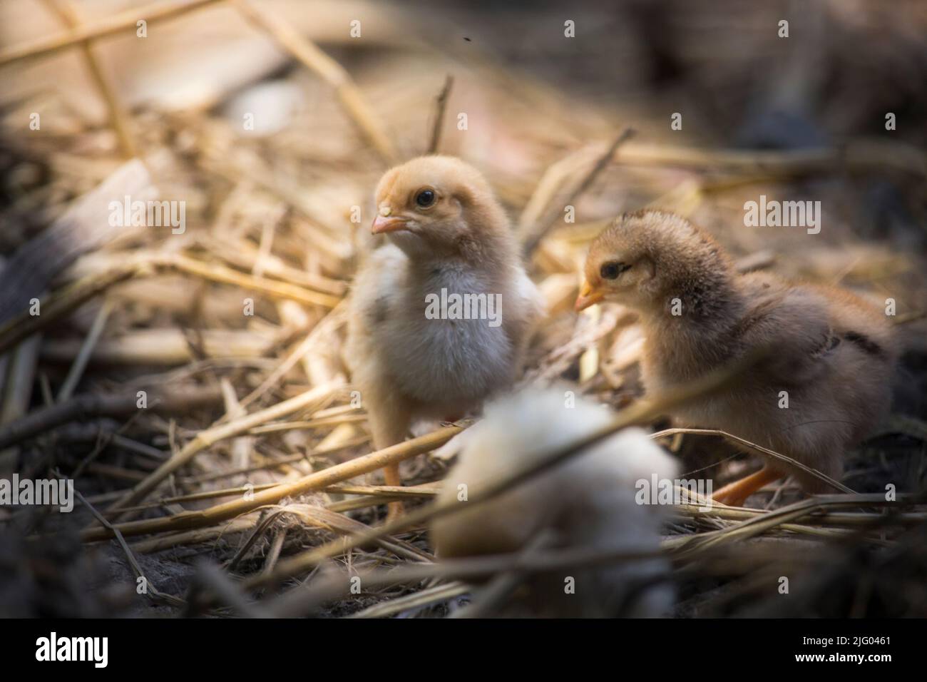 Beautiful portrait of cute baby chicks Stock Photo Alamy