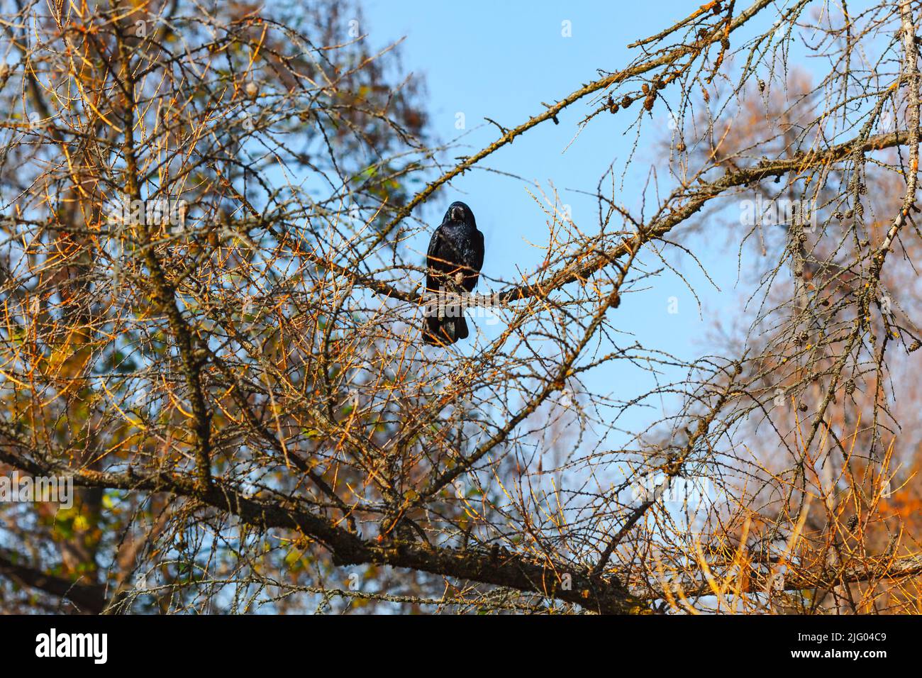 Raven standing on branch hi-res stock photography and images - Alamy