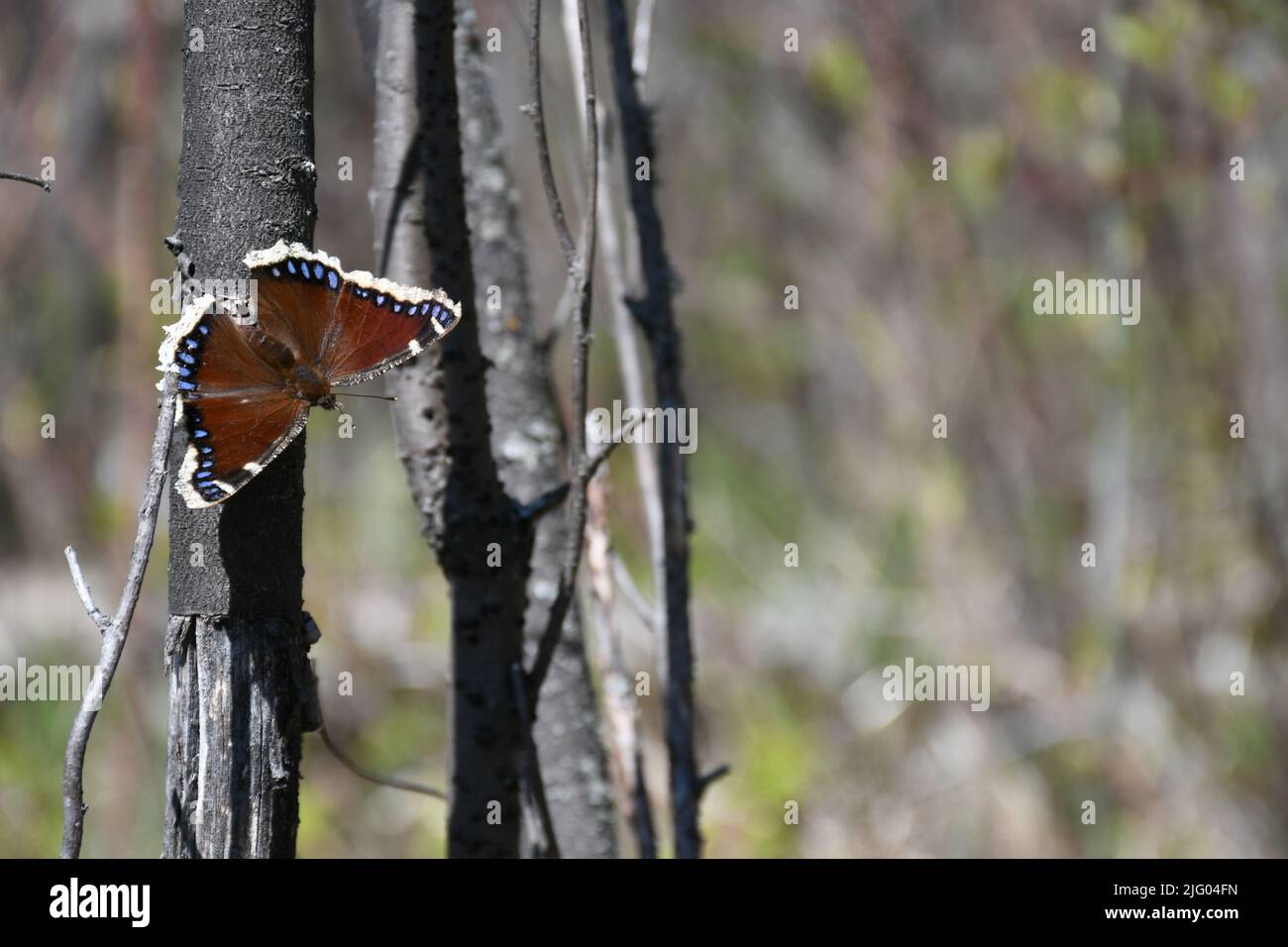 A Mourning Cloak butterfly resting on a tree trunk Stock Photo