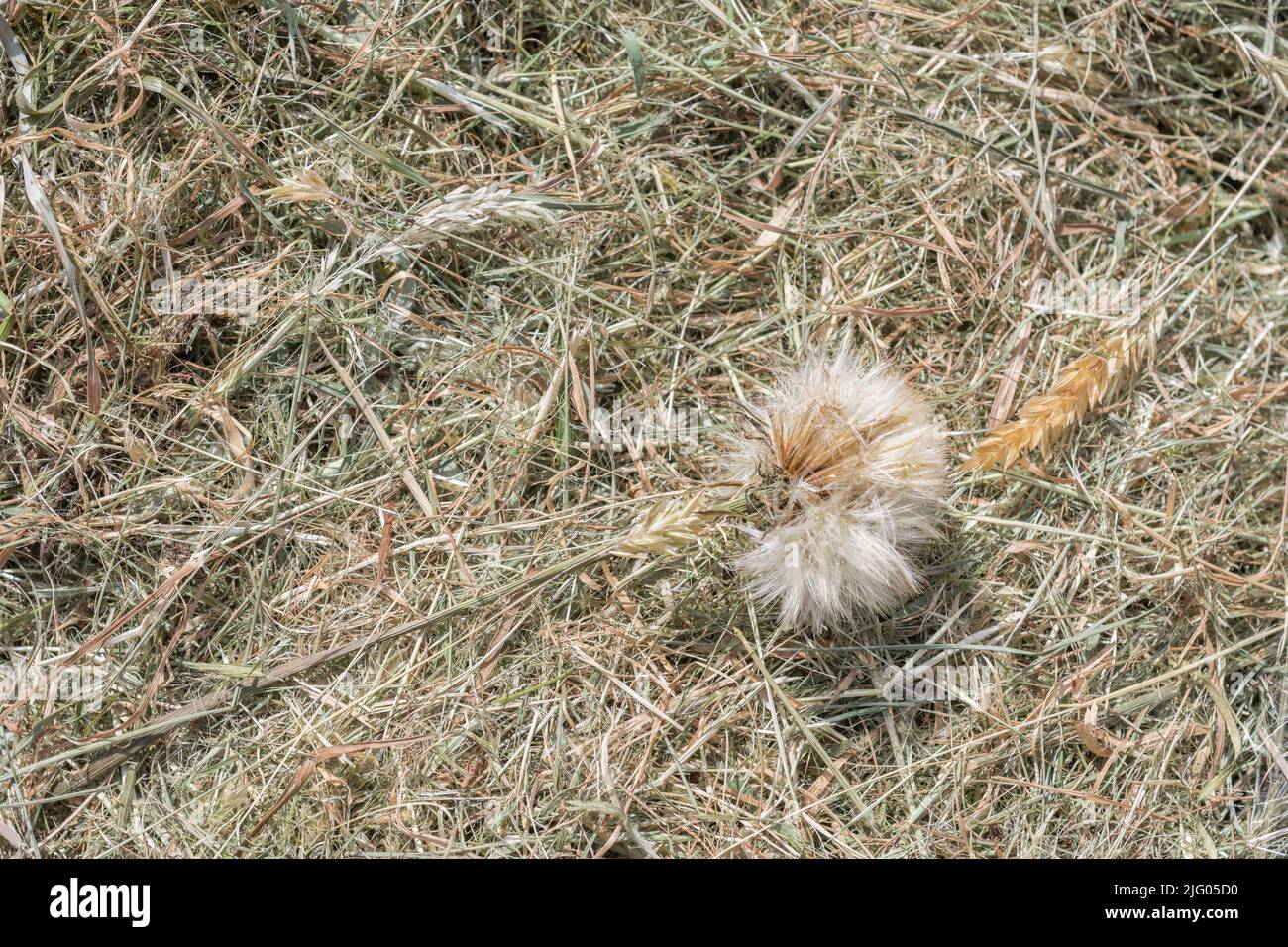 Cut dead grass and seeding dandelion head in sunshine. For lifeless, dead plants, grass mulch. Stock Photo