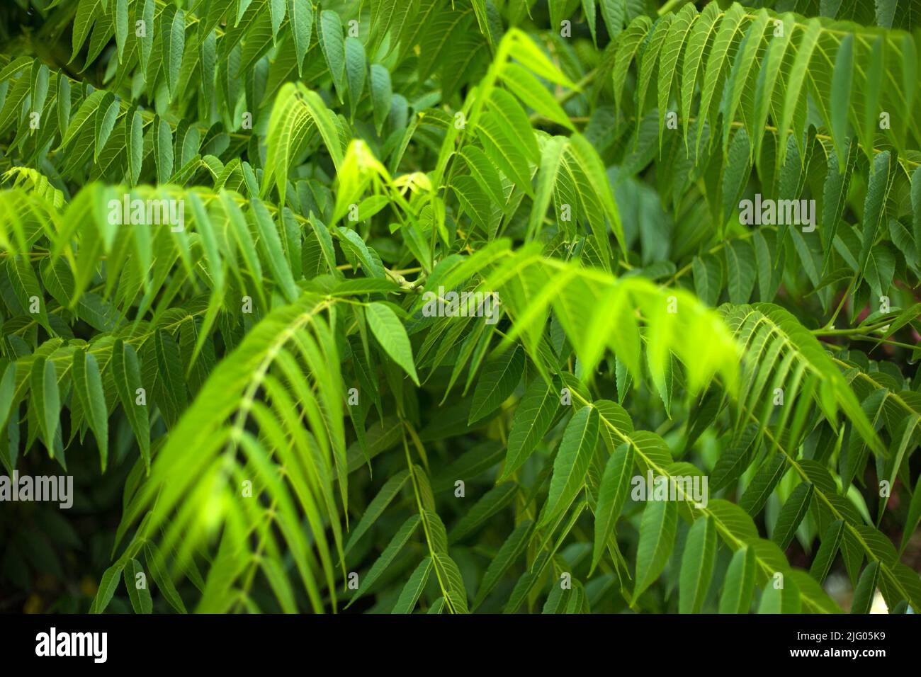 Tropical green leaves fresh blur background Stock Photo - Alamy