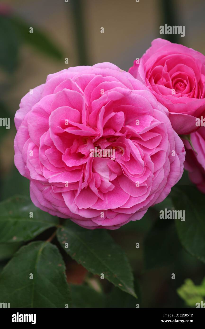 Garden Rose named after famous female English gardener Gertrude Jekyll