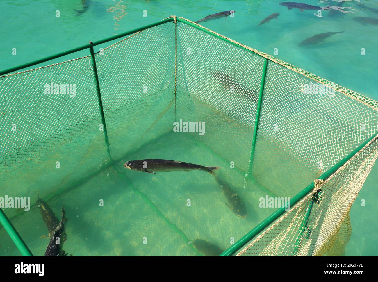 Fish farm. Close up on The grass carp (Ctenopharyngodon idella) fish in cage for fish farming. Stock Photo