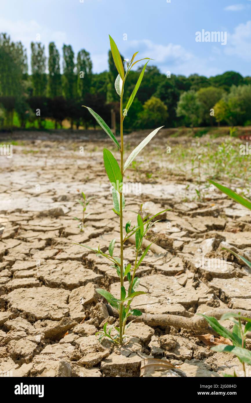 Plant sprouting from a dried out lake bed Stock Photo