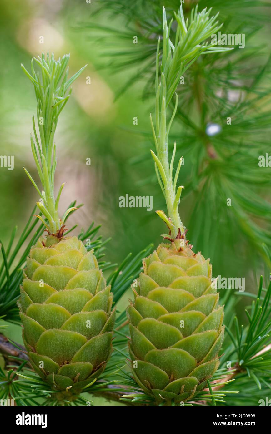 Young ovulate cones  of larch treewith, with shoot outgrowth. Stock Photo