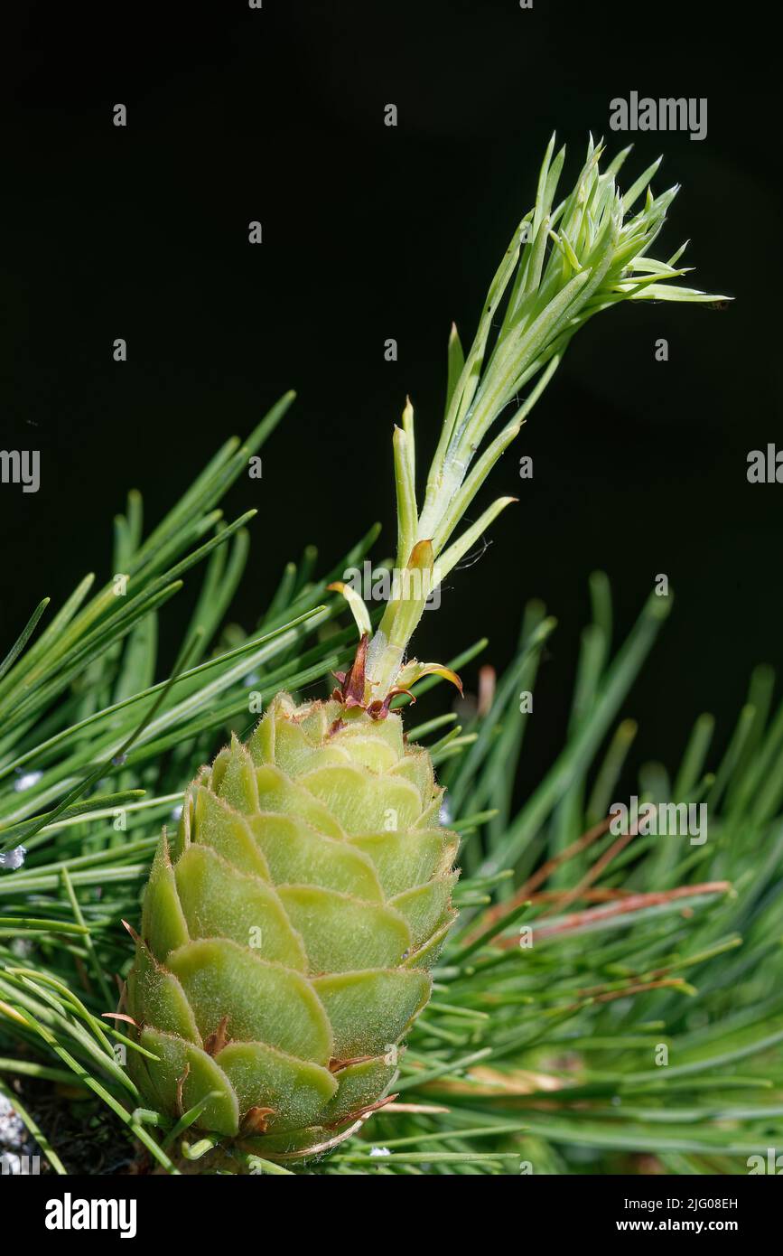 Young ovulate cone  of larch treewith, with shoot outgrowth. Stock Photo