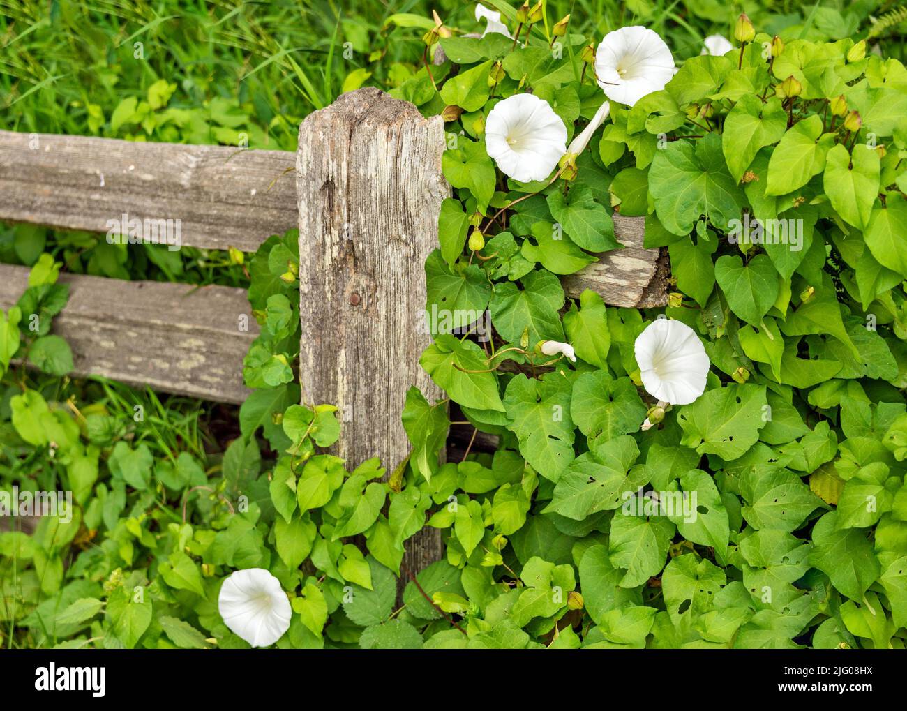 Wild bindweed with white flowers overgrowing wooden fence Stock Photo