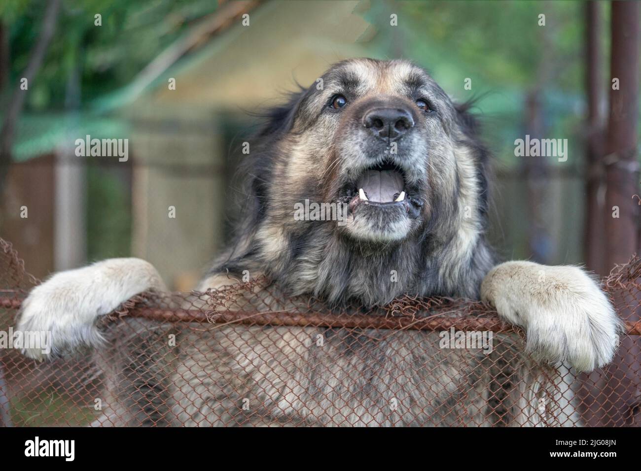 Caucasian Shepherd Dog - large size, powerful musculoskeletal structure, and attractive long hair livestock guardian dog native to countries of Caucas Stock Photo