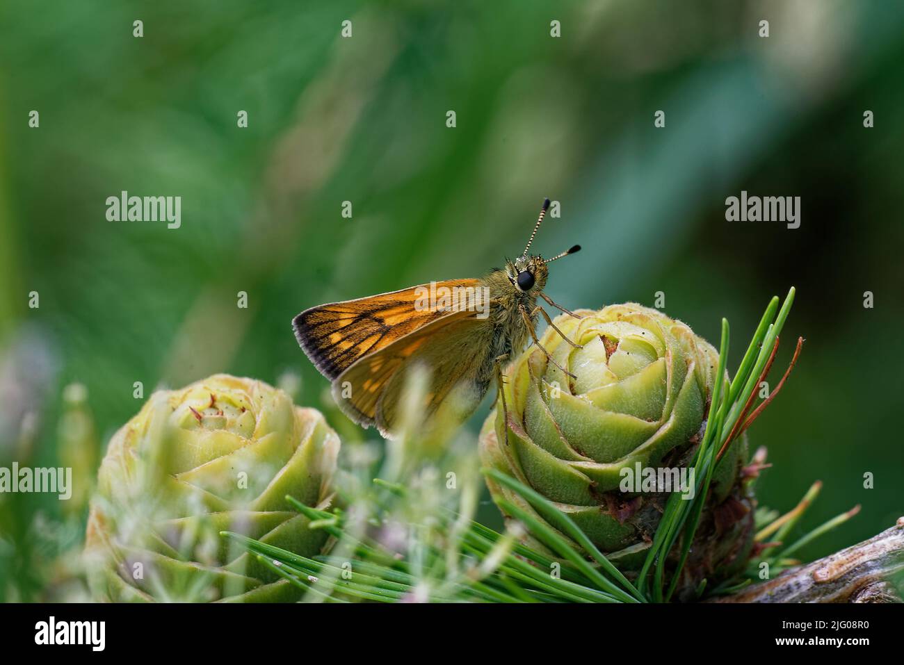 Young ovulate cones of larch tree and an essex skipper in summer, beginning of July. Stock Photo