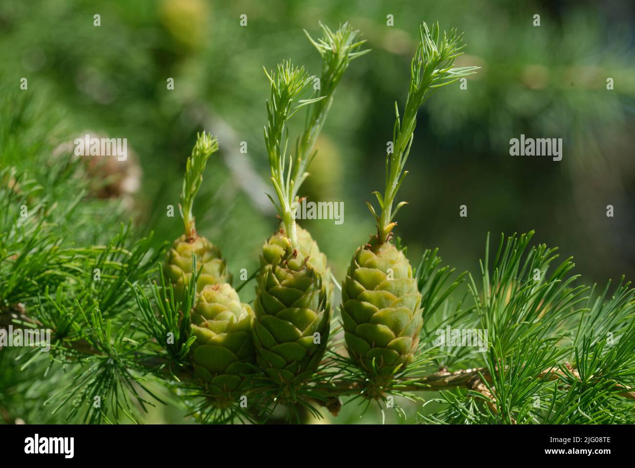 Young ovulate cones  of larch treewith, with shoot outgrowths. Stock Photo