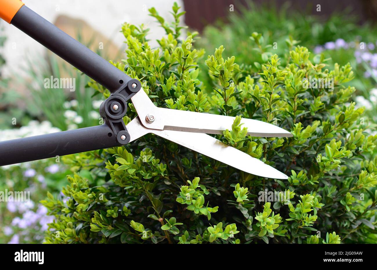 Gardener cutting buxus, boxwood shrubs with hedge shears in the garden Stock Photo Alamy
