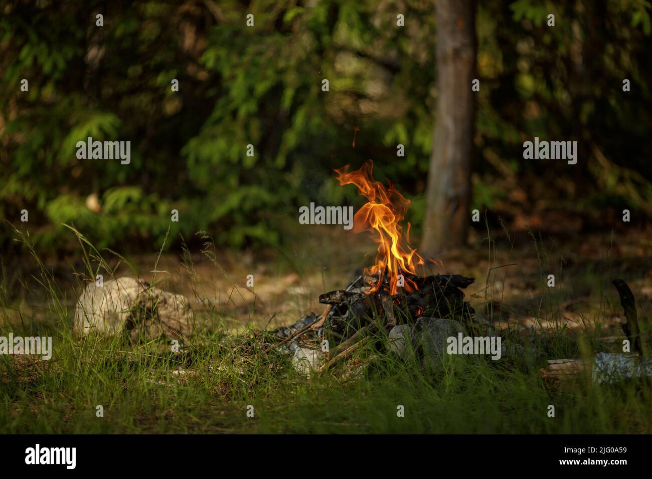 Close up of burning timber bonfire in summer forest. The concept of ...