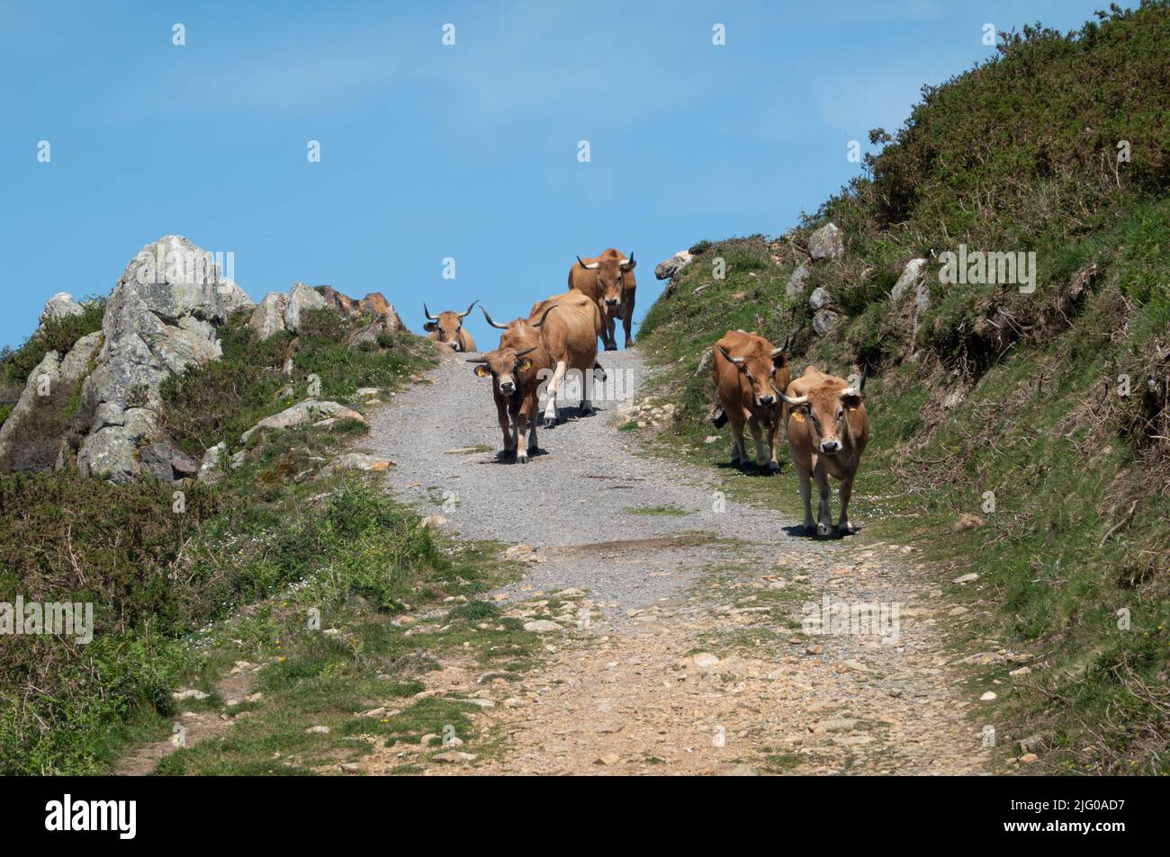Cattle on the Sierra del Sueve Stock Photo