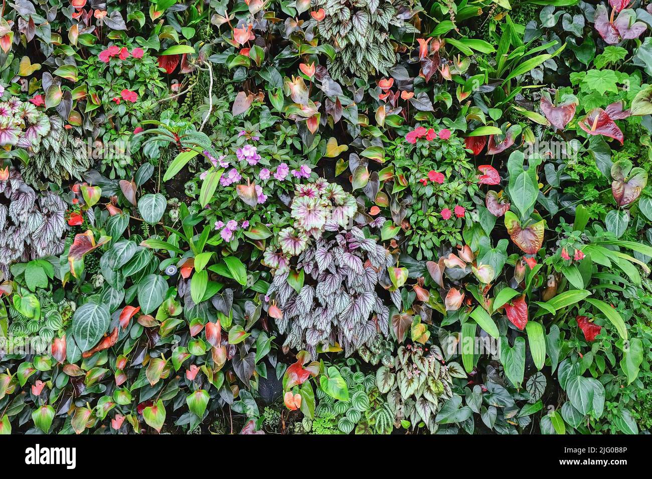 Green lush plant eco wall. Unique ecosystem for clean air office and urban environment, modern vertical garden concept Stock Photo