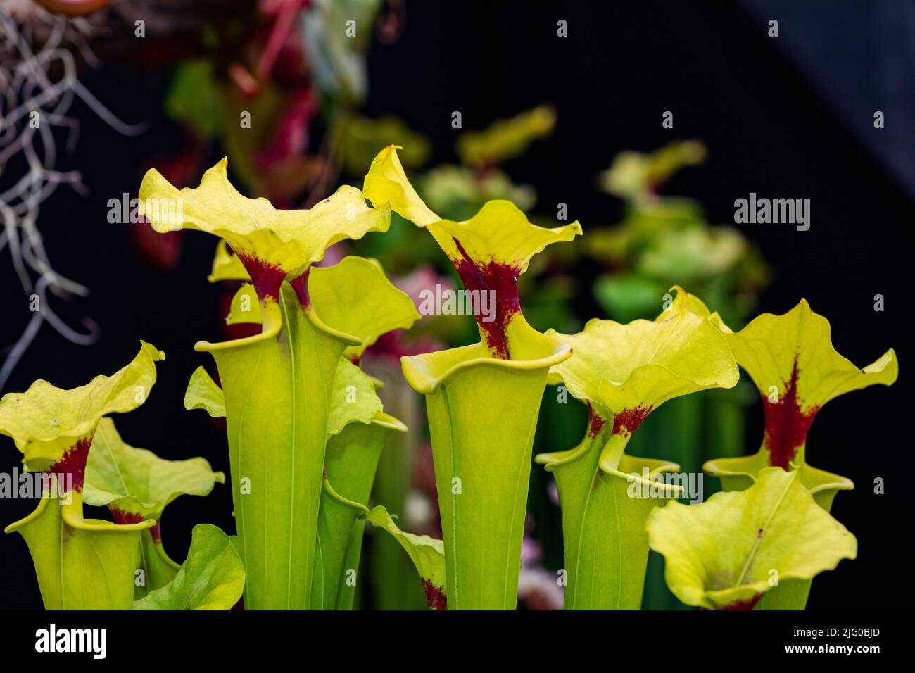 Various Venus Fly traps at Hampton Court Palace Flower Festival Stock