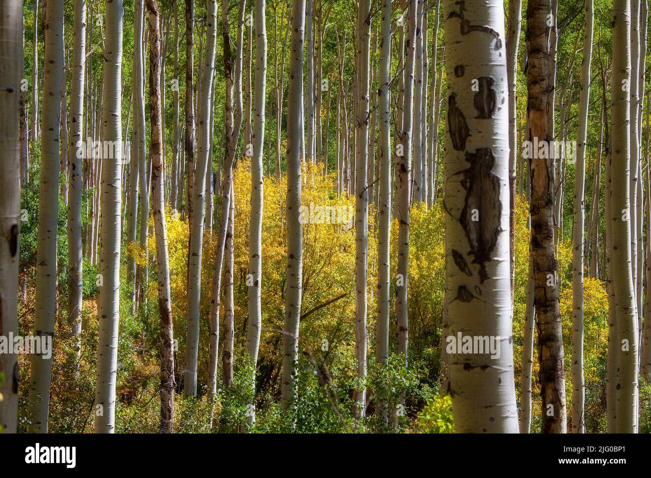 Forest filled with golden Aspen Trees in rural Colorado Stock Photo