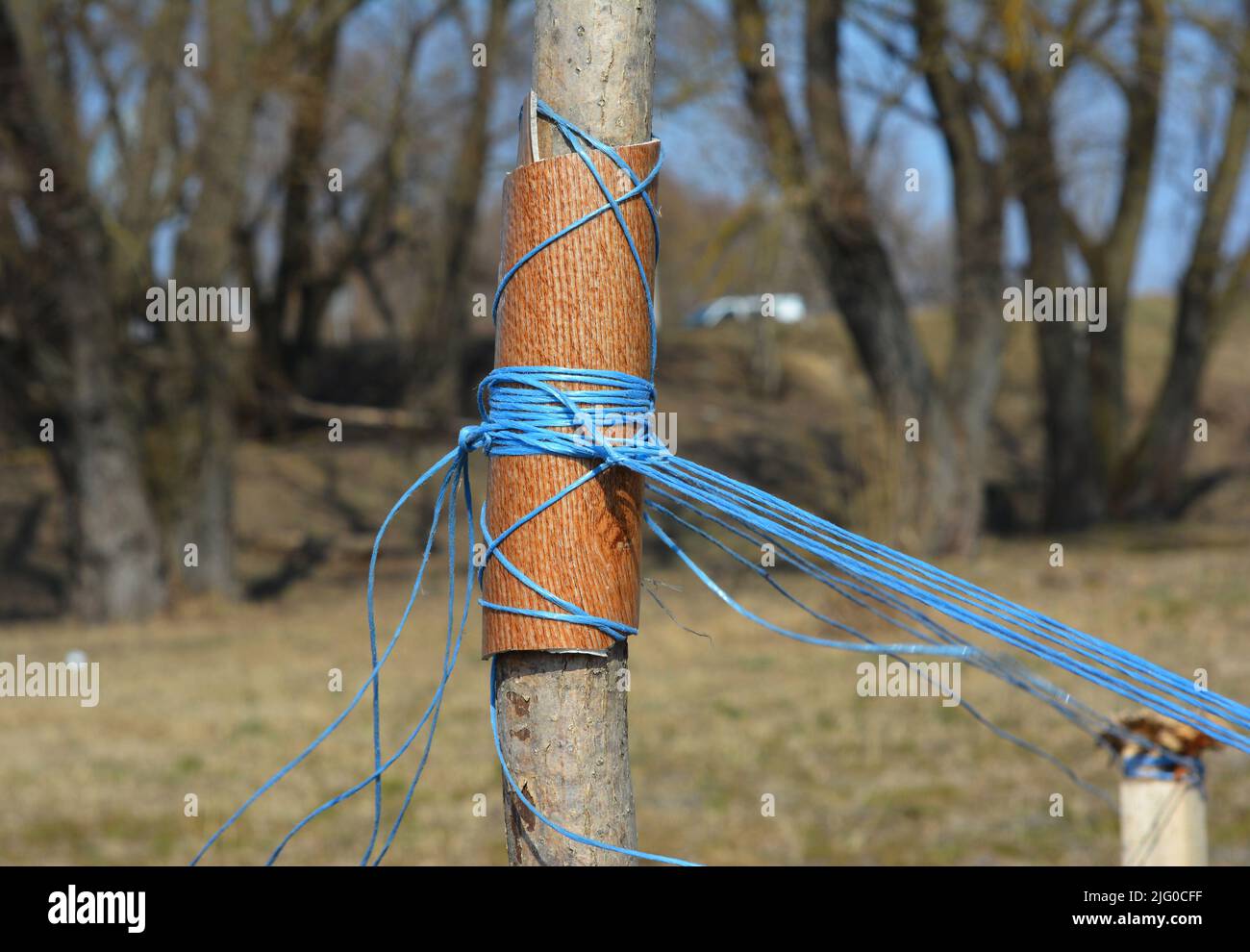 Staking the tree properly using the underlay material not to damage