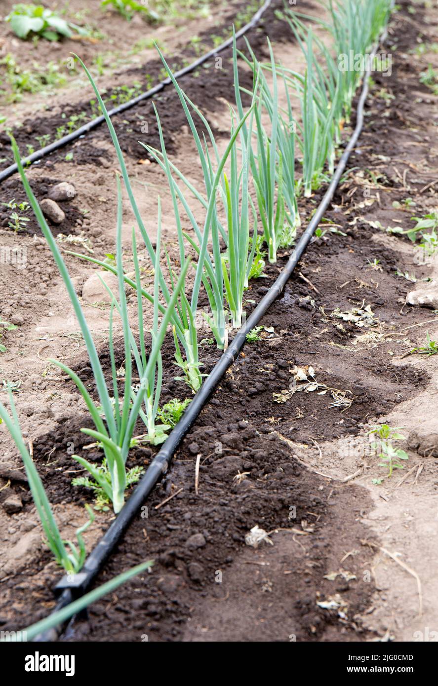 Drip irrigation tubing with holes watering system on home agriculture field. Watering onions in summer on dry season. Stock Photo