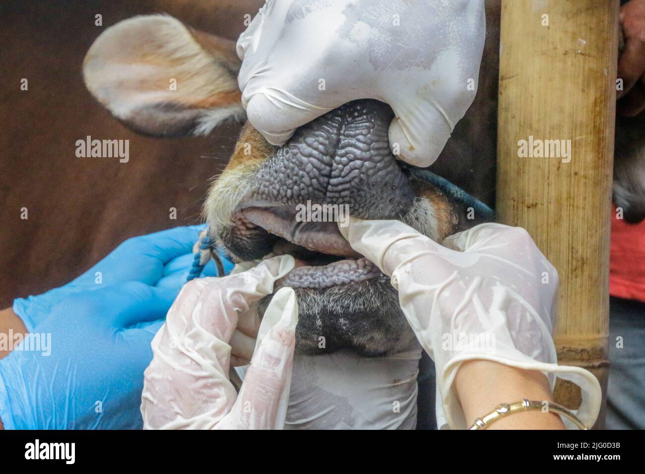 veterinarians check the health of cows for the prevention of foot and mouth disease during the Eid al-Adha celebration, in Indonesia on July 6, 2022 Stock Photo