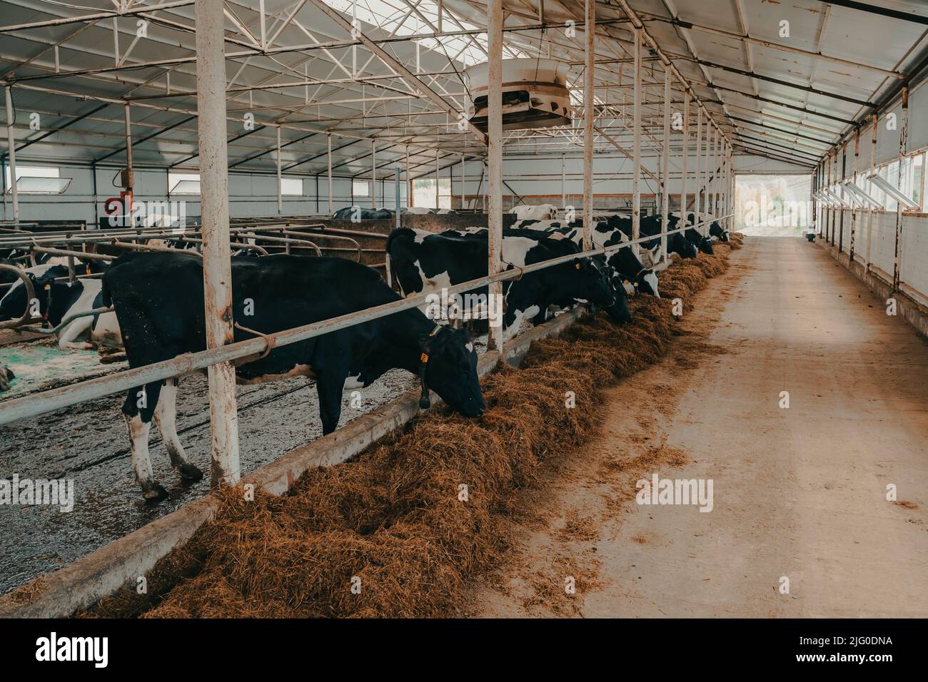 A modern farm with dairy cows. Goldstein breed. Breeding cows, cattle ...