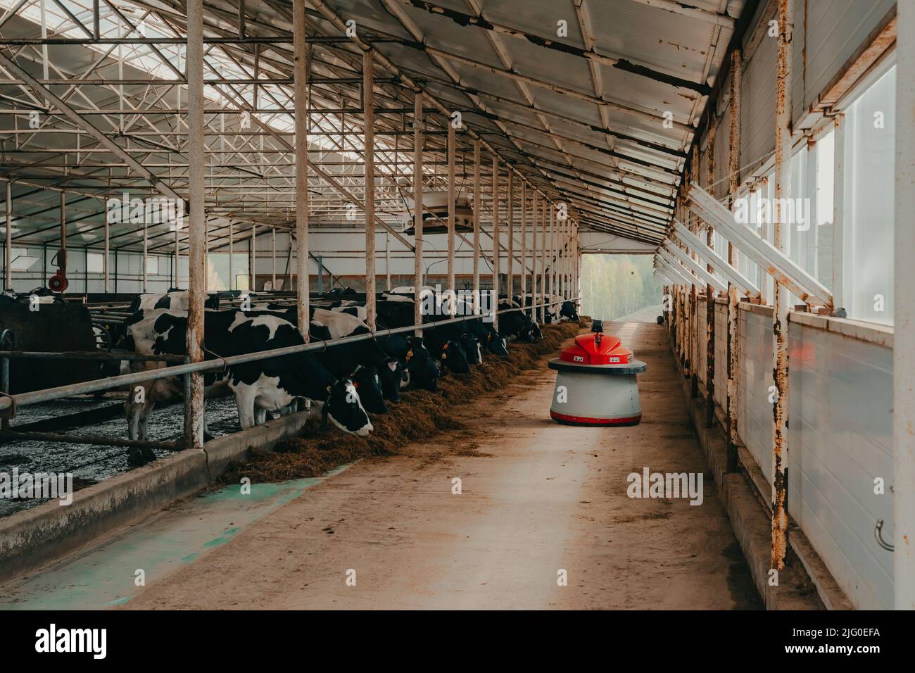 Tatarstan, Russia. 2022, June 04. The LELY robot farmers are programmed to work in the farm premises for animal feeding. Automation in agriculture. Stock Photo