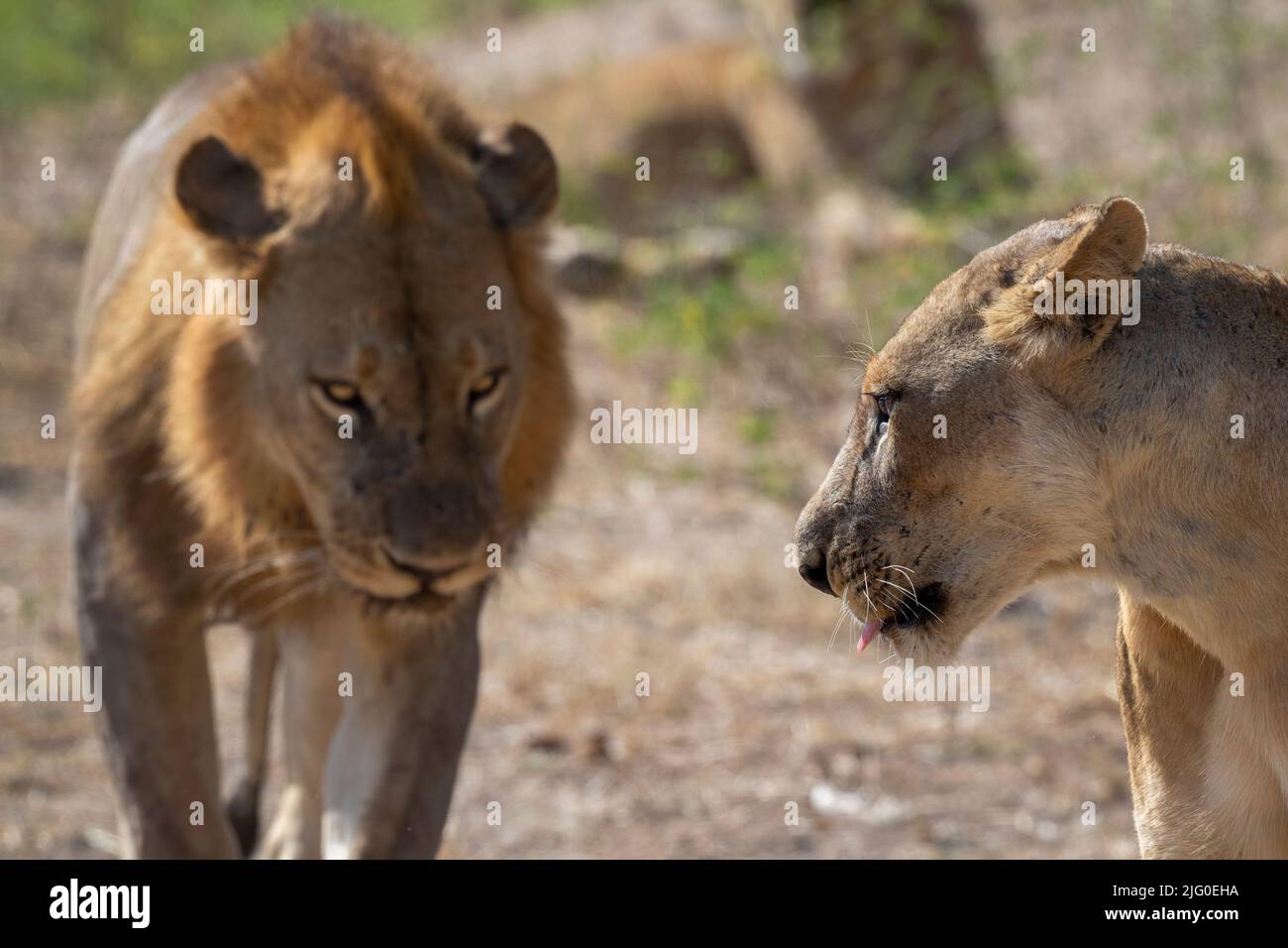 Pair of lions panthera leo hi-res stock photography and images - Alamy