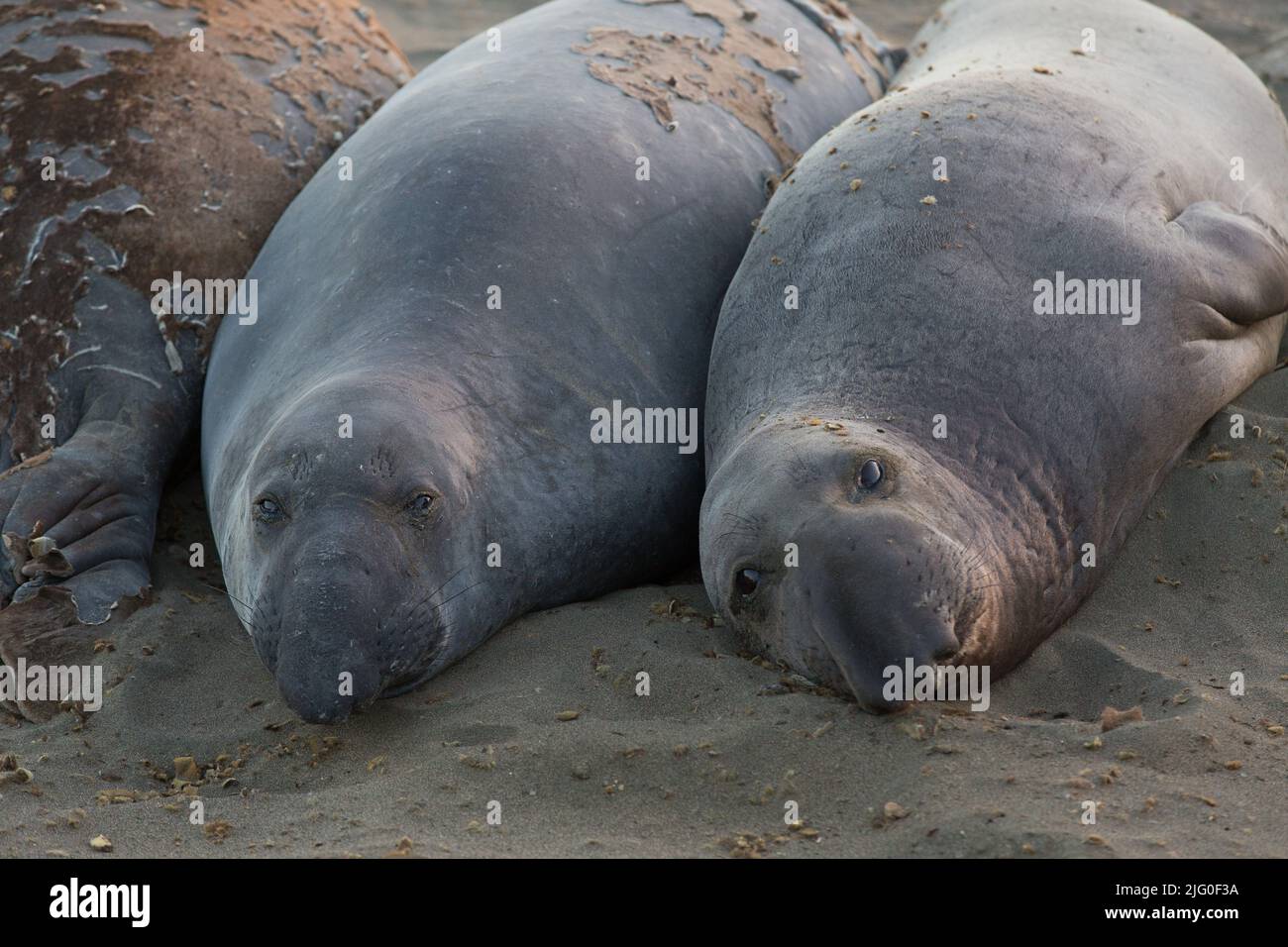 A closeup of elephant seals on the sand Stock Photo