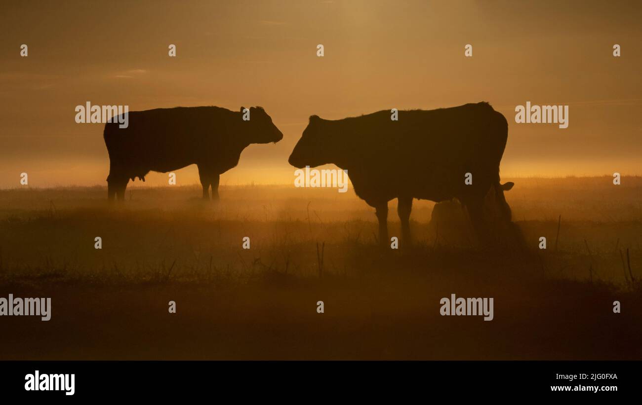 Cows silhouetted by the rising sun at Risebrough, North Yorkshire Stock Photo