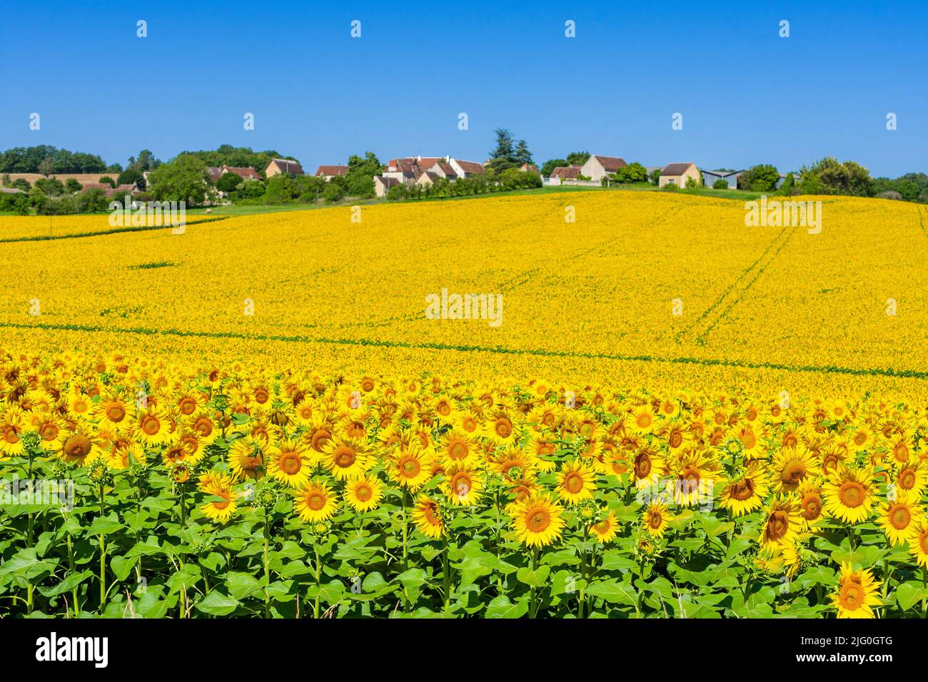 Hill-top village of La Boissiere, Boussay, and field of Sunflowers (Helianthus annuus) growing in the sud-Touraine, central France. Stock Photo