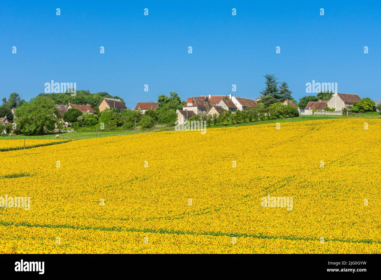 Hill-top village of La Boissiere, Boussay, and field of Sunflowers (Helianthus annuus) growing in the sud-Touraine, central France. Stock Photo