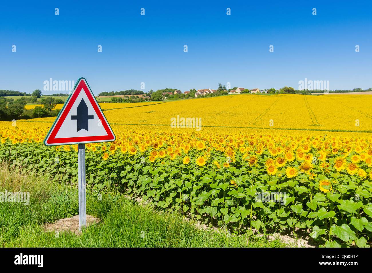 Crossroads warning roadsign near Boussay, and field of Sunflowers (Helianthus annuus) growing in the sud-Touraine, central France. Stock Photo