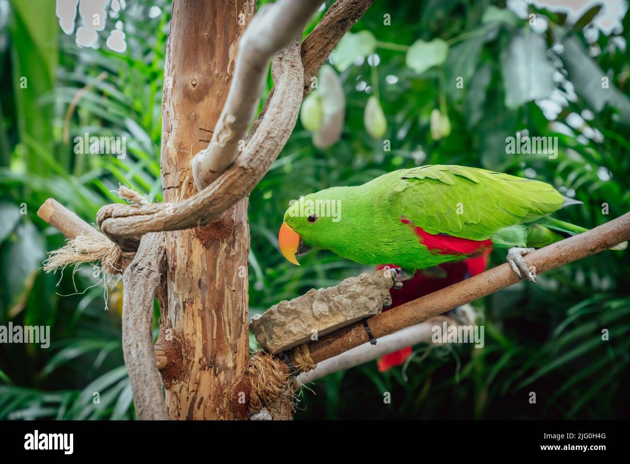 Portrait of Eclectus roratus parrot in bird sanctuary Stock Photo