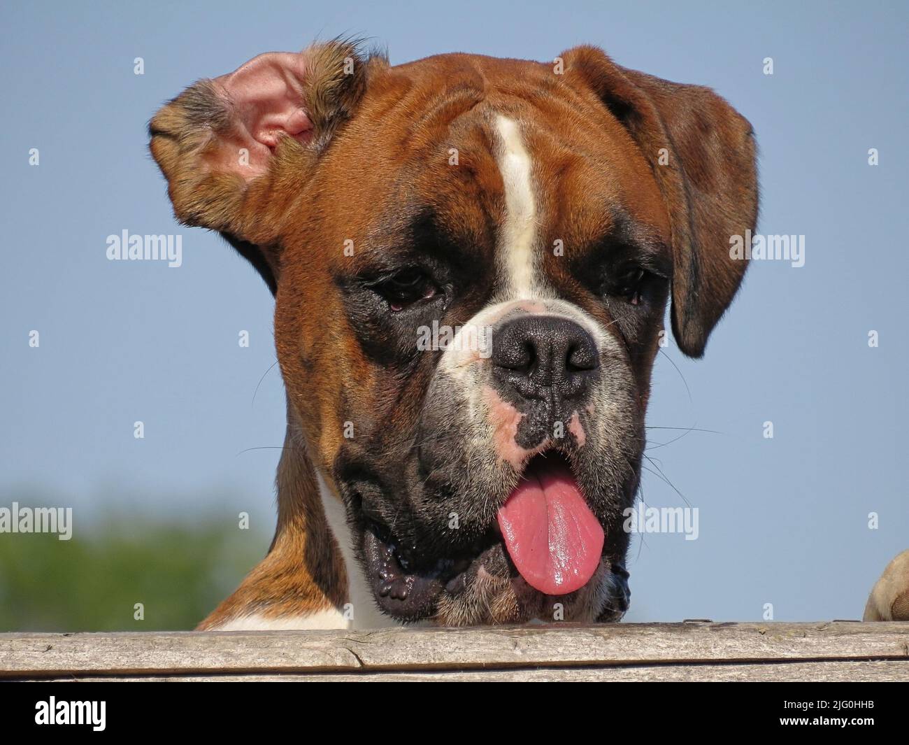 Boxer dog with tongue hanging out looking over a garden fence with sky background Stock Photo