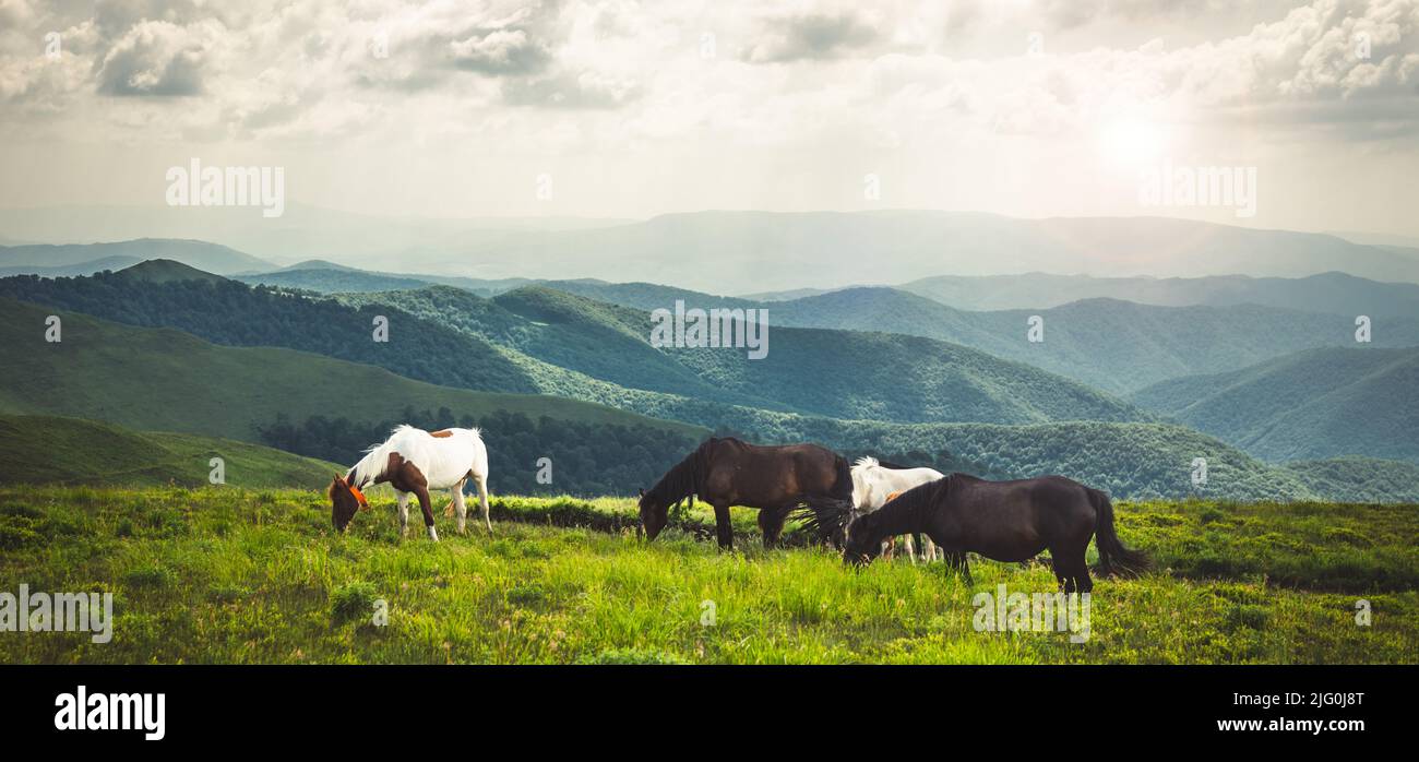 Horses graze on clean meadows Stock Photo Alamy
