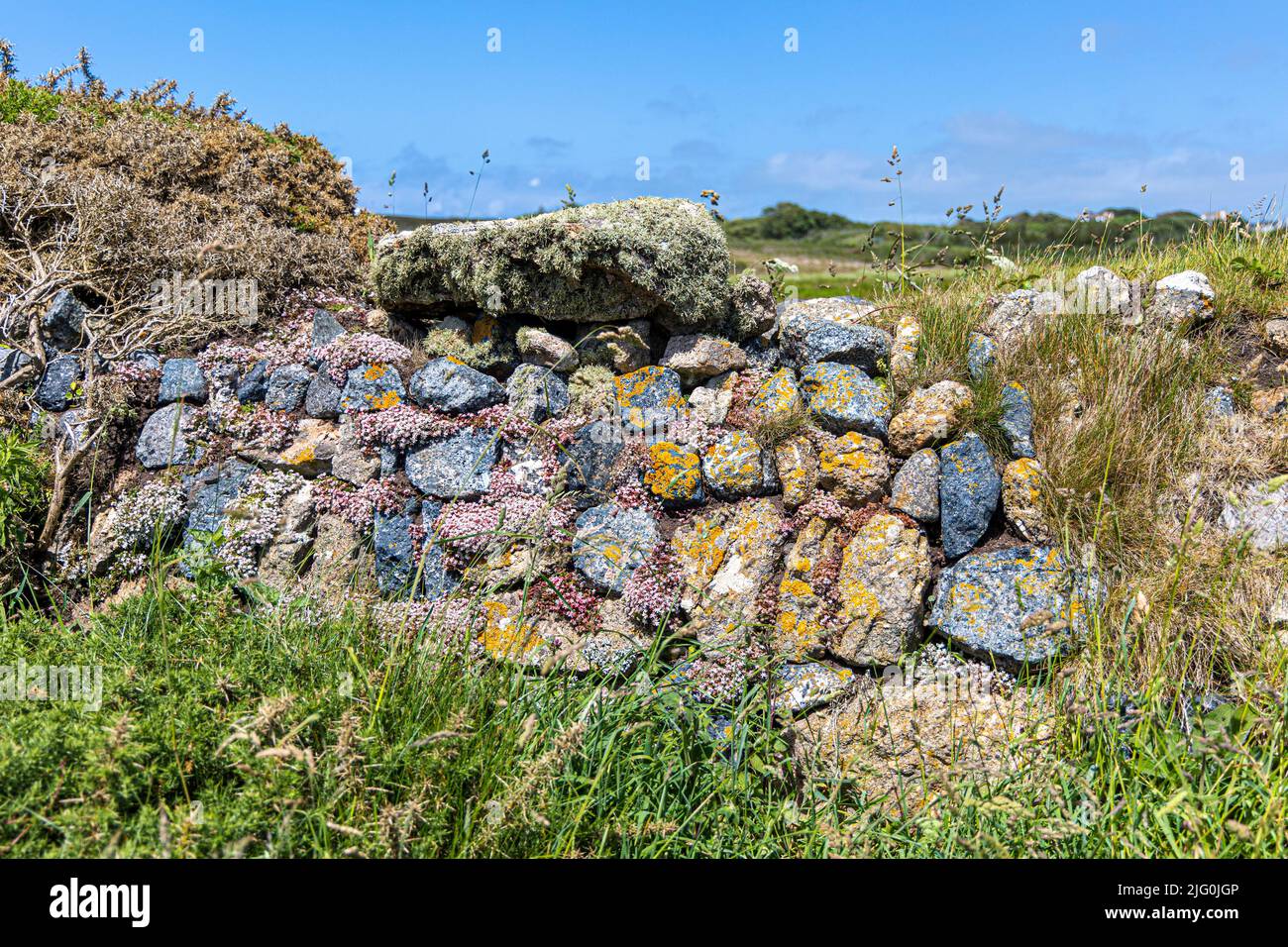 Exposed wind swept weathered stone  field wall at Lands exposed to the prevailing wind and covered in natural wild summer plants Stock Photo