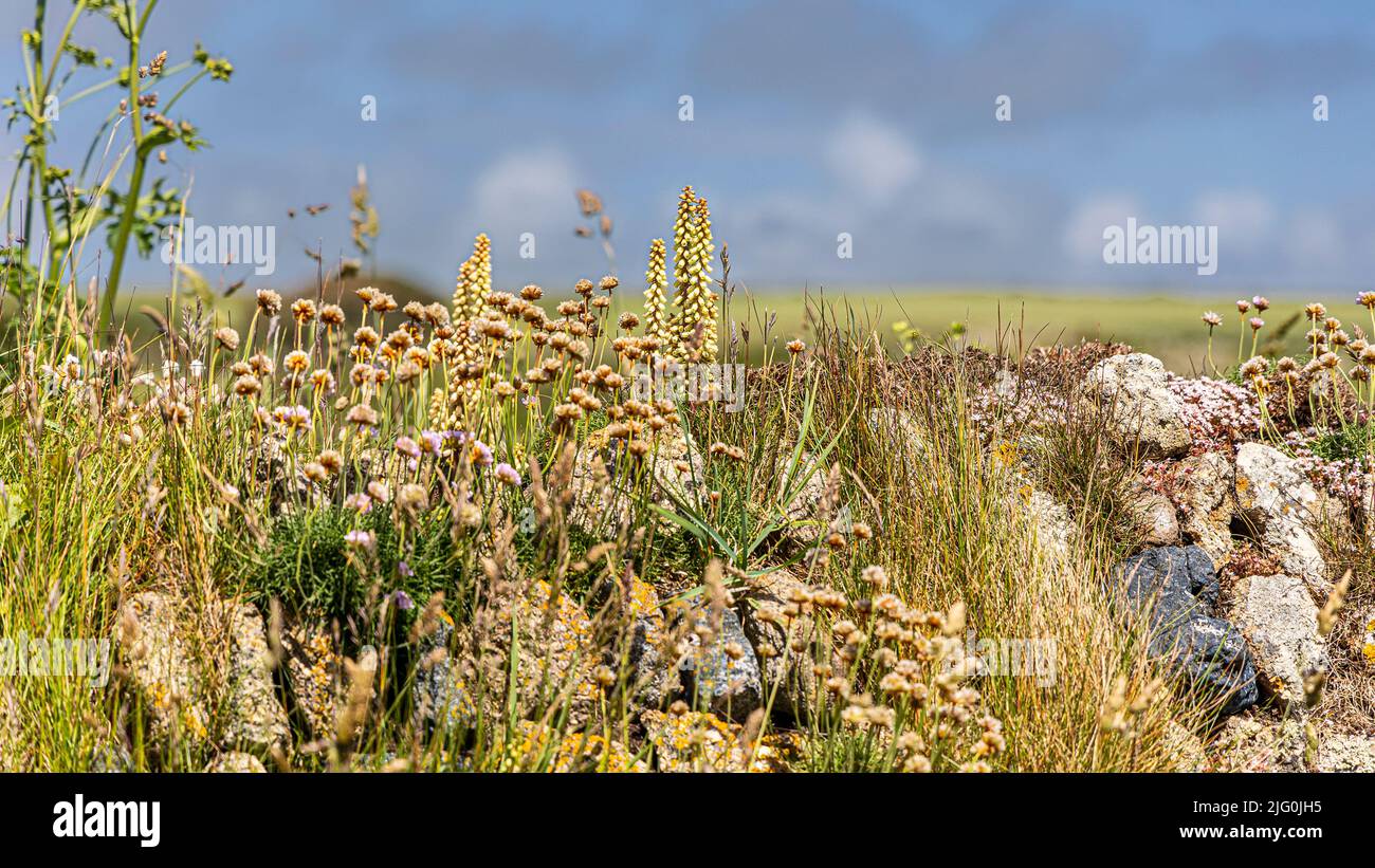 Exposed wind swept weathered stone  field wall at Lands exposed to the prevailing wind and covered in natural wild summer plants Stock Photo