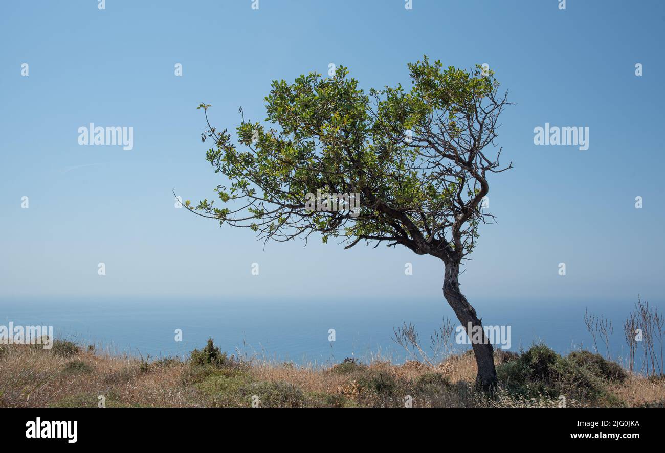 Lonely tree on a cliff above the ocean. Blue sky copy space Stock Photo