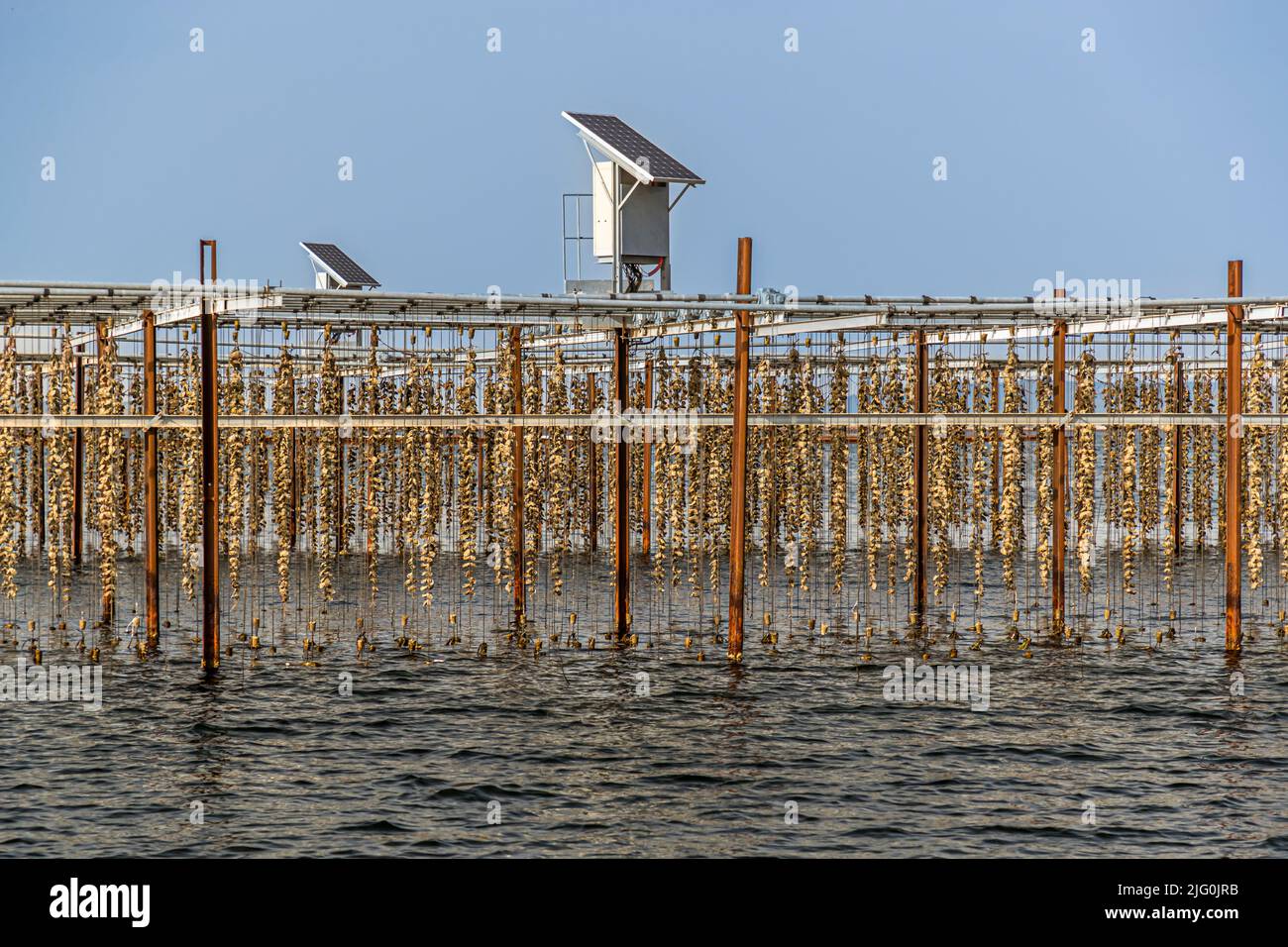 The banks of Tarbouriech oysters in the Étang de Thau simulate high and low tides as motors powered by solar and wind energy pull the oysters out of the water every 6 hours and submerge them again after another 6 hours Stock Photo