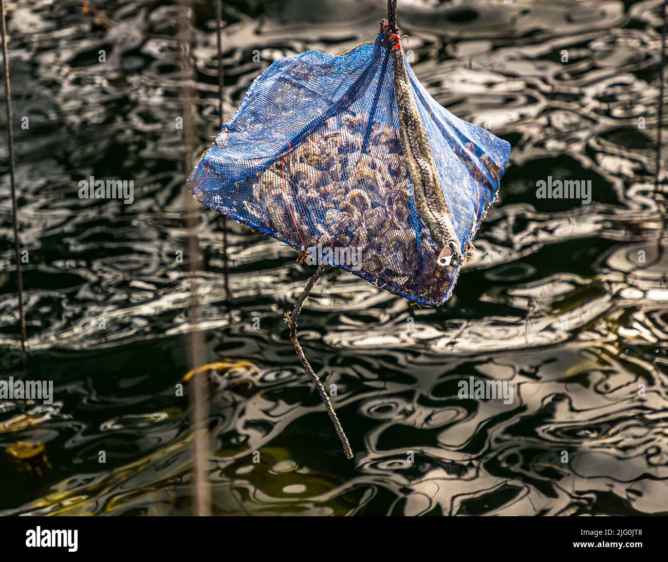 First, the young cultured oysters grow in a net in which they are pulled into the air for three hours after six hours in the water Stock Photo