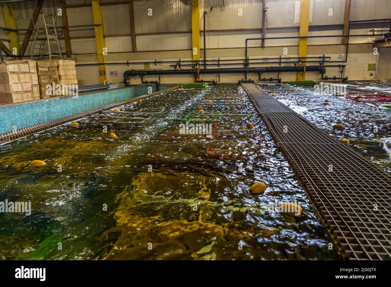 Processing of freshly fished Tarbouriech oysters from the Étang de Thau, France. The oysters are refined immediately after harvesting for a few days in a clarifier with bubbling diluted salt water Stock Photo