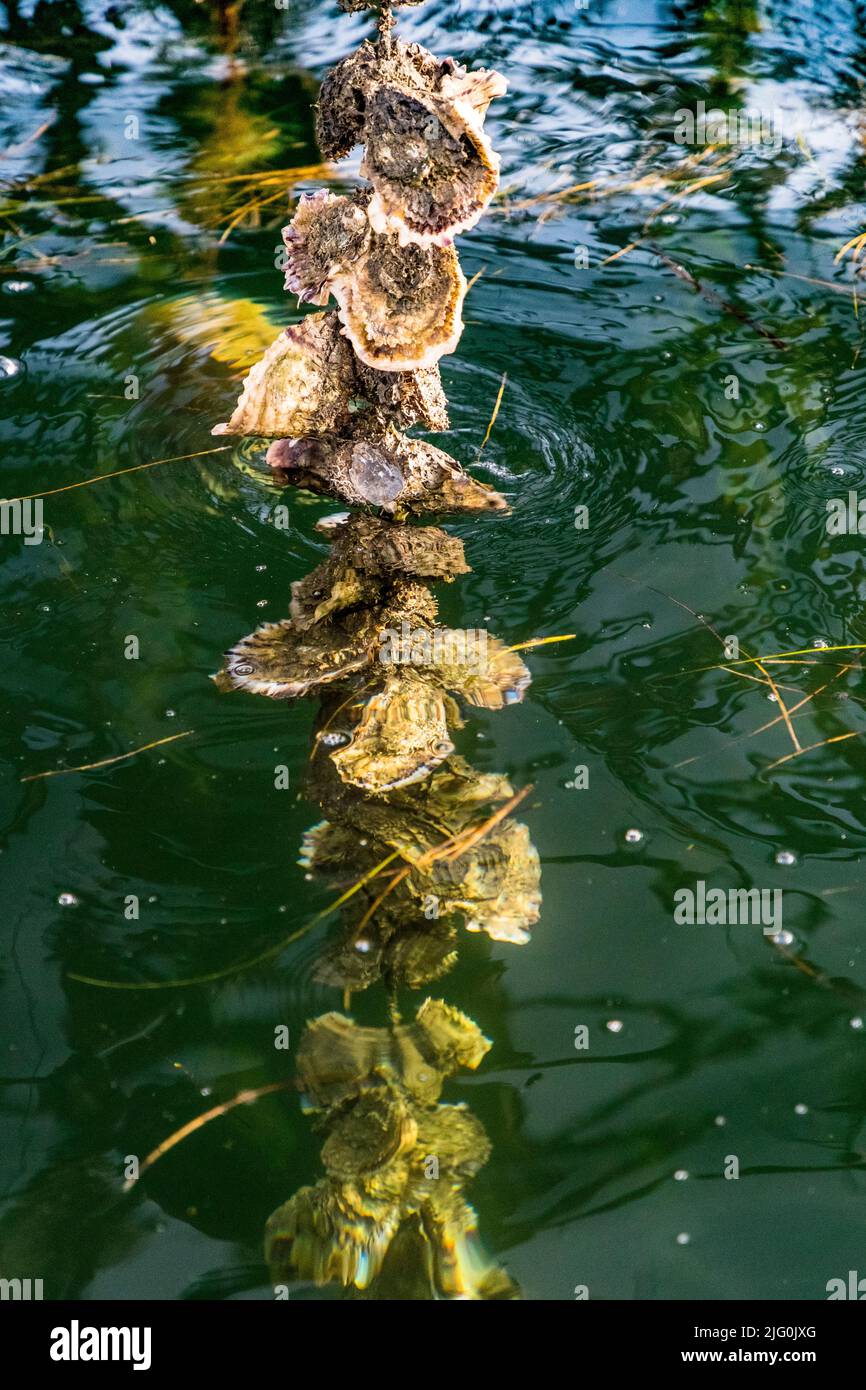 In the warm Mediterranean climate and the nutrient-rich waters of Étang de Thau, oysters grow rapidly. The lagoon has numerous freshwater tributaries. Therefore, the water and also the oysters here are not as salty as directly in the Mediterranean Sea Stock Photo