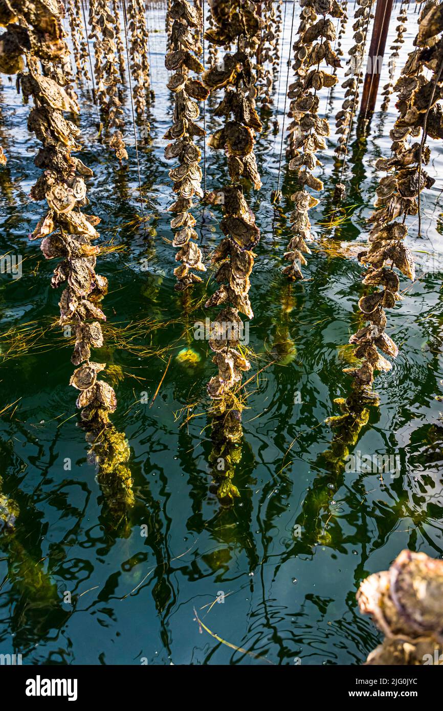 The banks of Tarbouriech oysters in the Étang de Thau simulate high and low tides as motors powered by solar and wind energy pull the oysters out of the water every 6 hours and submerge them again after another 6 hours Stock Photo