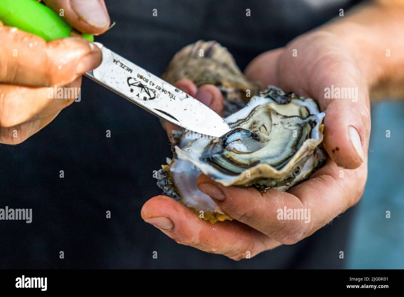 The shell of the Tarbouriech oyster is light and slightly pink. The oyster meat is easy to peel off Stock Photo