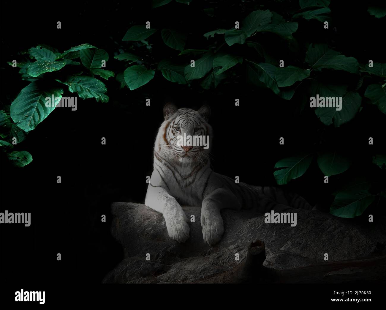 white tiger in tropical rainforest at night  dark background Stock Photo
