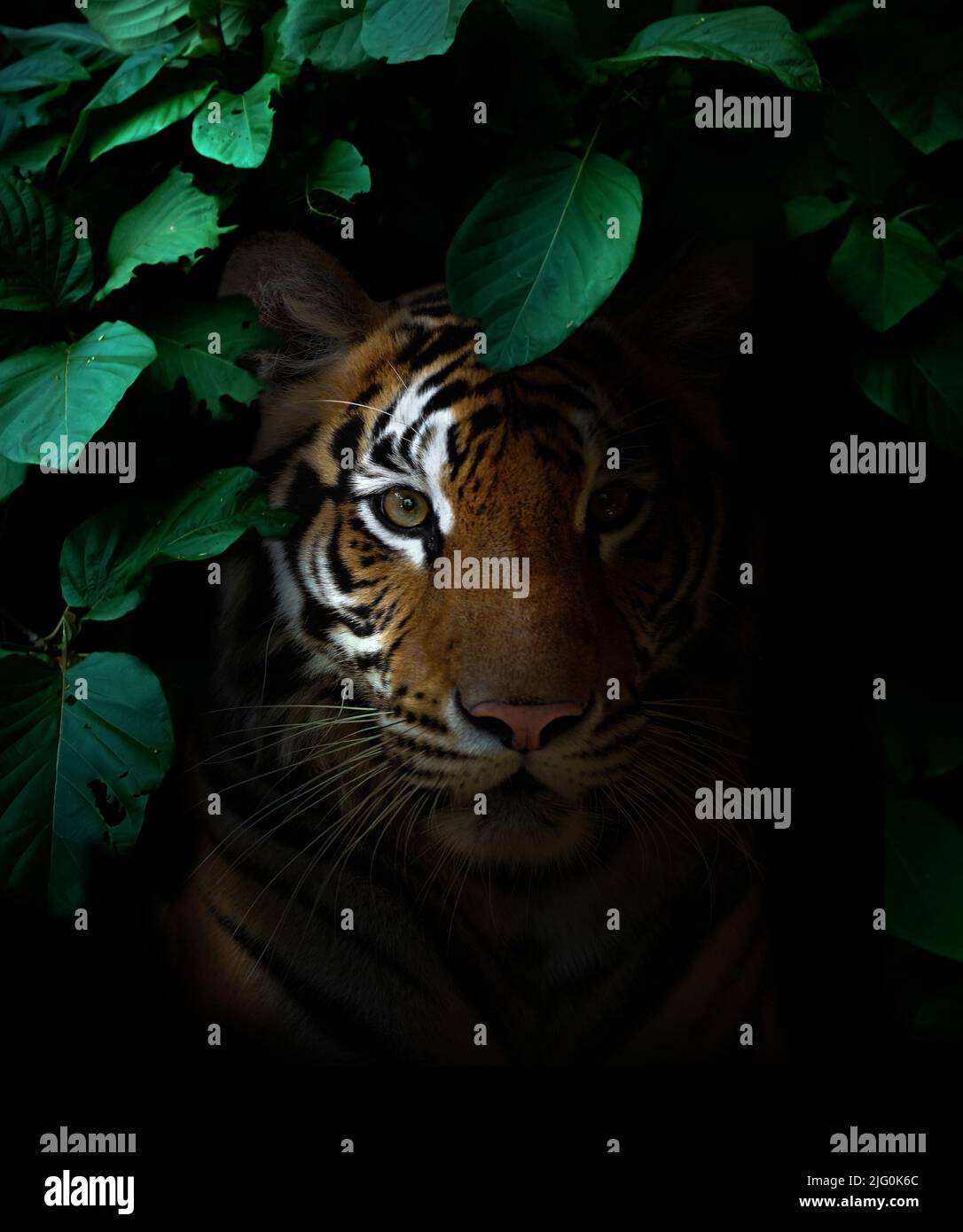tiger in tropical rainforest at night  dark background Stock Photo