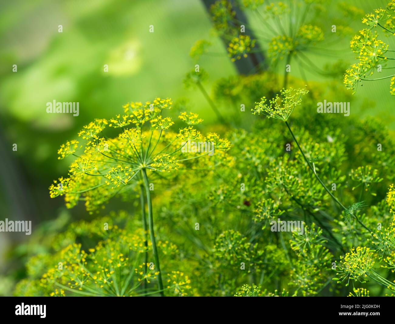 A closeup shot of flowering dill plants Stock Photo Alamy