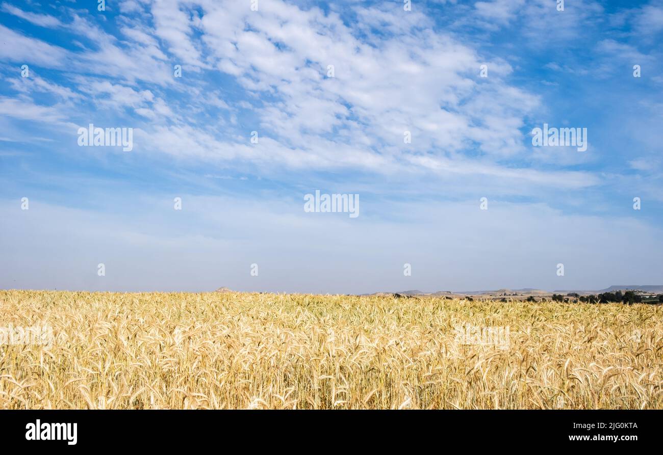 Golden wheat field ready for harvesting. Rural grainfield farmland against cloud sky Stock Photo