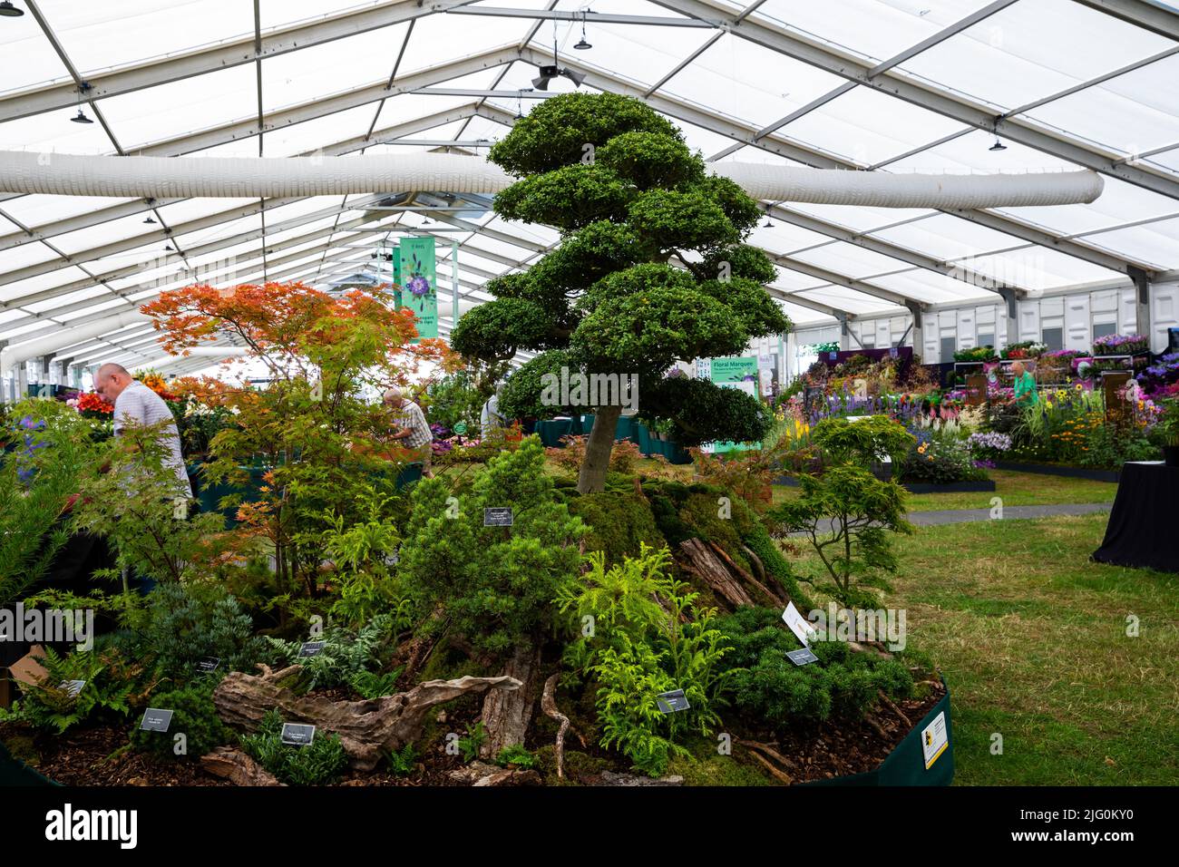 Bonsai tree display at Hampton Court Palace Flower Festival Stock Photo